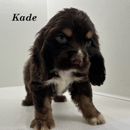 puppy, for, sale, Cocker Spaniel, Joe & Cherri  Overlease, dog, breeder, Miller, MO, dog-breeder, puppy-for-sale, forsale, nearby, find, puppyfind, locator, puppylocator, aca